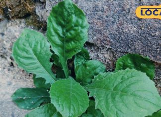 करौंदा औषधि: ये पत्तियां दिखने में छोटी, सर्दी-जुकाम का रामबाण इलाज, एक्सपर्ट से जानें कैसे करें इस्तेमाल