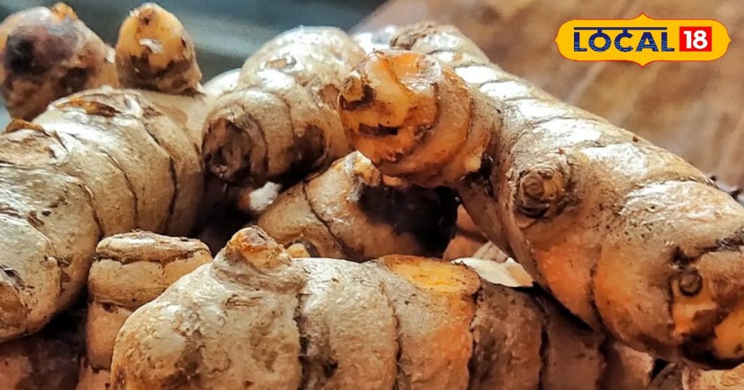 हेल्थ टिप्स: सर्दियों में बेस्ट इम्यूनिटी बूस्टर है कच्ची हल्दी, ऐसे करें सेवन और रहें हमेशा सेहतमंद – Rajasthan News