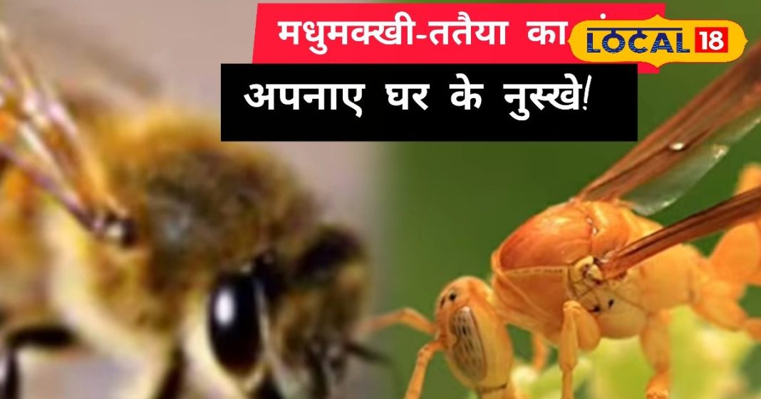 Bee Sting Remedy | Wasp Sting Home Remedies | Natural Treatment for Sting | Pain Relief Tips