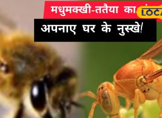 Bee Sting Remedy | Wasp Sting Home Remedies | Natural Treatment for Sting | Pain Relief Tips