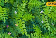 सर्दियों में खाएं 5 पोषक तत्वों वाला ये साग, डायबिटीज सहित 7 बीमारियां हो जाएंगी छूमंतर! कब्ज से भी मिलेगी राहत