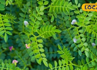 सर्दियों में खाएं 5 पोषक तत्वों वाला ये साग, डायबिटीज सहित 7 बीमारियां हो जाएंगी छूमंतर! कब्ज से भी मिलेगी राहत