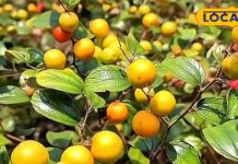 सर्दियों में स्वास्थ्य का सुपरफूड! जंगली बेर से पाएं पेचिश और पेट की परेशानियों में राहत, जानें खाने का तरीका – Madhya Pradesh News