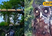 Kevladev National Park | Bharatpur Wildlife | Admakad Owl | Bird Watching Bharatpur | Rajasthan National Parks | Nature Tourism Rajasthan