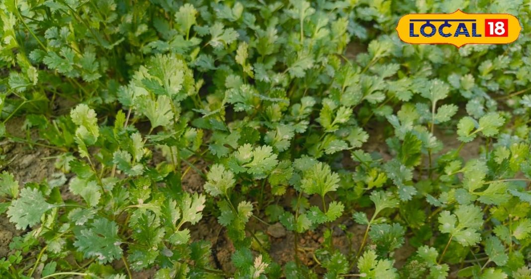 हरी धनिया की पत्तियां…. रोजाना खाने से स्वास्थ्य में होगा सुधार, पाचन, डायबिटीज और इम्यूनिटी में लाभकारी – Uttar Pradesh News