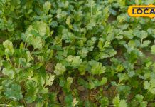 हरी धनिया की पत्तियां…. रोजाना खाने से स्वास्थ्य में होगा सुधार, पाचन, डायबिटीज और इम्यूनिटी में लाभकारी – Uttar Pradesh News