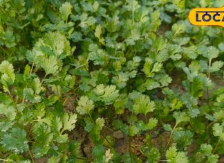 हरी धनिया की पत्तियां…. रोजाना खाने से स्वास्थ्य में होगा सुधार, पाचन, डायबिटीज और इम्यूनिटी में लाभकारी – Uttar Pradesh News