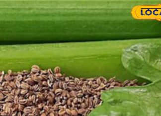 कमाल के हैं ये मामूली पत्ते..हड्डियों को बना देते हैं लोहे जैसा मजबूत, कमजोर शरीर में फूंक देते हैं जान – Uttar Pradesh News