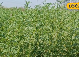 5 पोषक तत्वों वाला ये ‘धांसू साग’! कम कर देगा शुगर लेवल, दिल और हड्डियों को रखता है मजबूत – Uttar Pradesh News