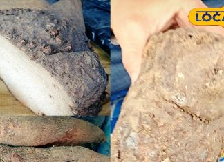 सर्दियों में कुछ ही दिन बाजार में नजर आती है यह सब्जी, सेहत के लिए है पावरहाउस, जानें क्यों है खास