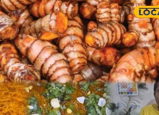 किचन से आयुर्वेद तक सनसनी! जालोर में हल्दी की सब्जी बनी विंटर हिट, डॉक्टर भी बता रहे फायदे