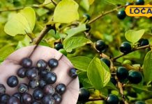 साल में सिर्फ 1 महीने मिलने वाला जंगली फल, पेट की बीमारियों का अचूक इलाज – Madhya Pradesh News