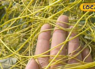 बाल, पेट, तनाव… अमरबेल हर जगह काम की? आयुर्वेदिक एक्सपर्ट ने बताएं चौंकाने वाले फायदे, लेकिन संभल कर करिए सेवन