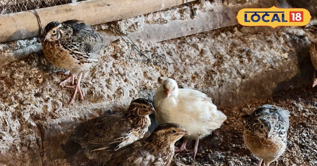 स्वाद, सेहत और शरीर के लिए बेजोड़ है बटेर का मीट, सर्दी में रहती है हाई डिमांड, खाते ही मिलेगी गर्माहट