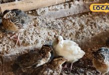 स्वाद, सेहत और शरीर के लिए बेजोड़ है बटेर का मीट, सर्दी में रहती है हाई डिमांड, खाते ही मिलेगी गर्माहट