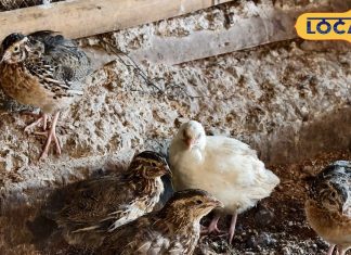 स्वाद, सेहत और शरीर के लिए बेजोड़ है बटेर का मीट, सर्दी में रहती है हाई डिमांड, खाते ही मिलेगी गर्माहट