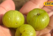 सर्दियों में क्यों है आंवला सबसे खास? बच्चों और बुजुर्गों के लिए बेस्ट, ऐसे करें सेवन और इम्यूनिटी बूस्ट – Uttarakhand News