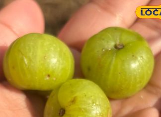 सर्दियों में क्यों है आंवला सबसे खास? बच्चों और बुजुर्गों के लिए बेस्ट, ऐसे करें सेवन और इम्यूनिटी बूस्ट – Uttarakhand News