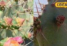 नागफनी के फायदे भरतपुर में दर्द और सूजन के लिए आयुर्वेदिक उपयोग.