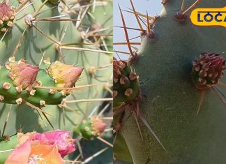 नागफनी के फायदे भरतपुर में दर्द और सूजन के लिए आयुर्वेदिक उपयोग.