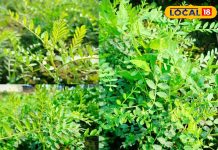 मंडी में आई सर्दियों की सुपरफूड सब्जी! आयुर्वेद डॉक्टर ने बताए इसके चमत्कारी फायदे, इम्युनिटी बढ़ाए