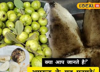 डॉक्टर भी हैरान! भुने अमरूद में ऐसा क्या है जो शरीर को रोगों से स्टील की ढाल देता है? – Bharat.one हिंदी