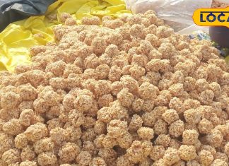 न तेल, न घी, न शक्कर, फिर भी बेहद स्वादिष्ट होता है ये देसी लड्डू, ठंड में जोरदार डिमांड, दाम बहुत कम