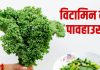 November Vegetables Kale Benefits: नवंबर में केल साग खाने के फायदे