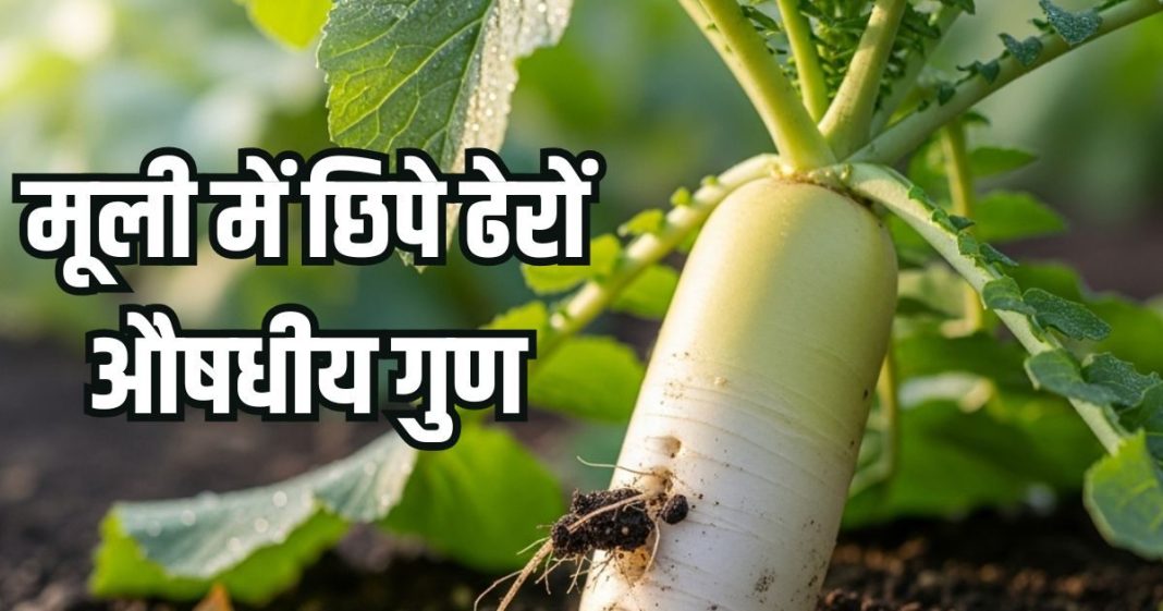 Mooli khane ke fayde: सर्दियों में खूब खाएं मूली, कई रोगों को रखे दूर