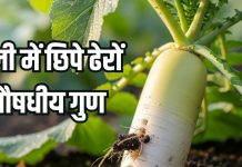 Mooli khane ke fayde: सर्दियों में खूब खाएं मूली, कई रोगों को रखे दूर
