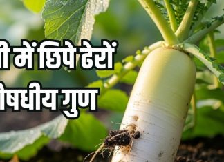 Mooli khane ke fayde: सर्दियों में खूब खाएं मूली, कई रोगों को रखे दूर