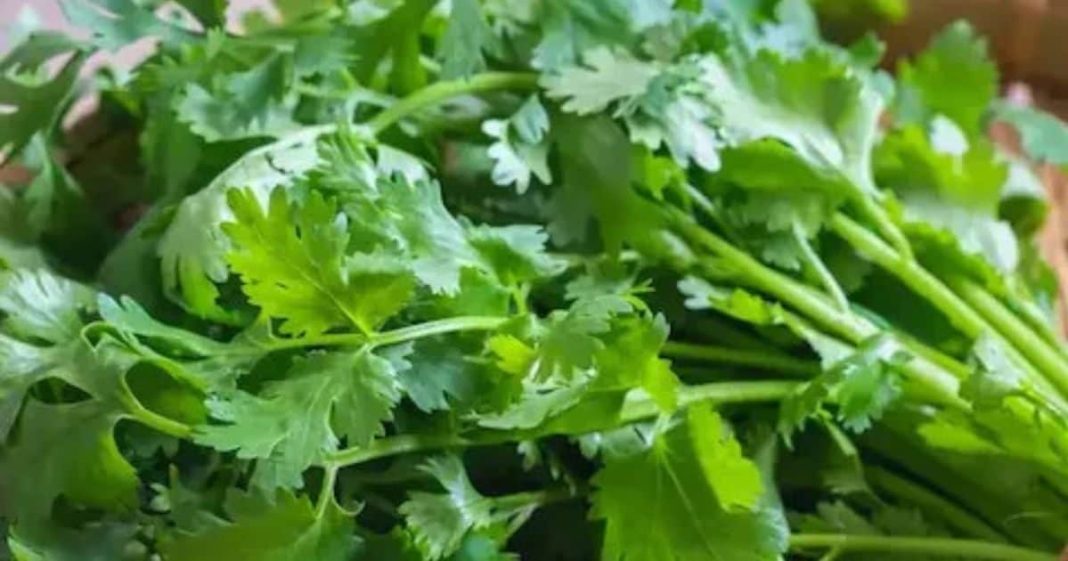 हरा धनिया के फायदे सर्दियों में इम्यूनिटी और पाचन के लिए जानें.