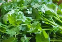 हरा धनिया के फायदे सर्दियों में इम्यूनिटी और पाचन के लिए जानें.