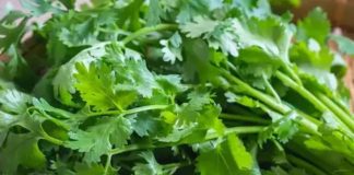 हरा धनिया के फायदे सर्दियों में इम्यूनिटी और पाचन के लिए जानें.
