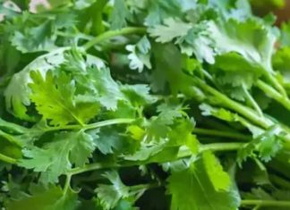 हरा धनिया के फायदे सर्दियों में इम्यूनिटी और पाचन के लिए जानें.