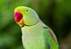 Parrot Picture Benefits। घर में तोते की फोटो के वास्तु उपाय