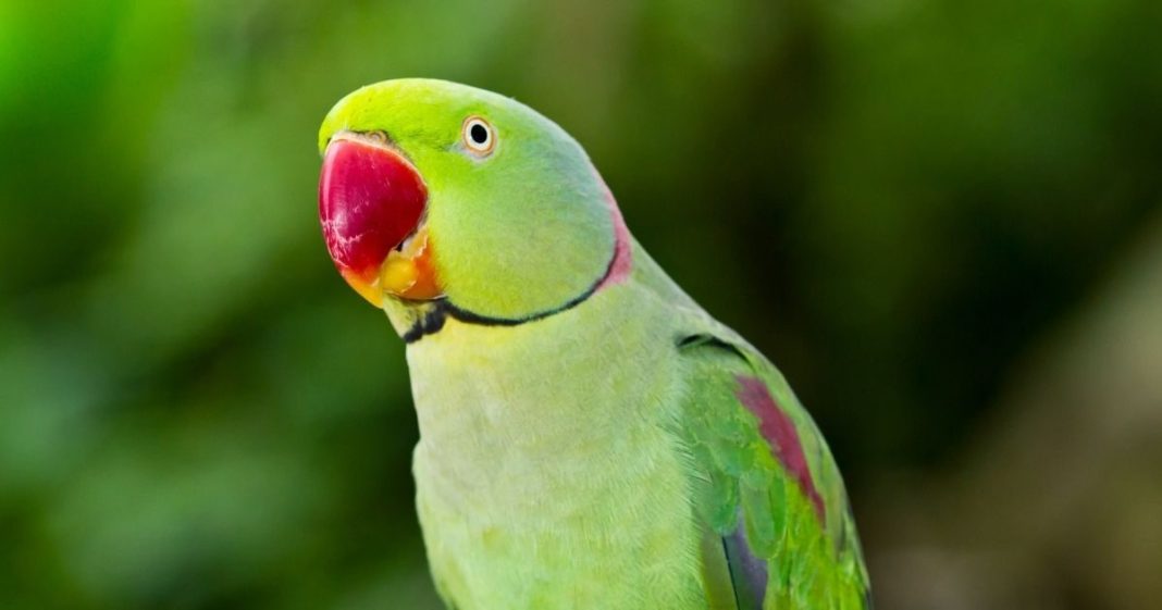Parrot Picture Benefits। घर में तोते की फोटो के वास्तु उपाय