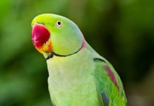 Parrot Picture Benefits। घर में तोते की फोटो के वास्तु उपाय