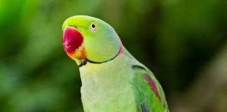 Parrot Picture Benefits। घर में तोते की फोटो के वास्तु उपाय