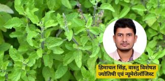 Tulsi Astrological Importance। राहु दोष में तुलसी के उपाय