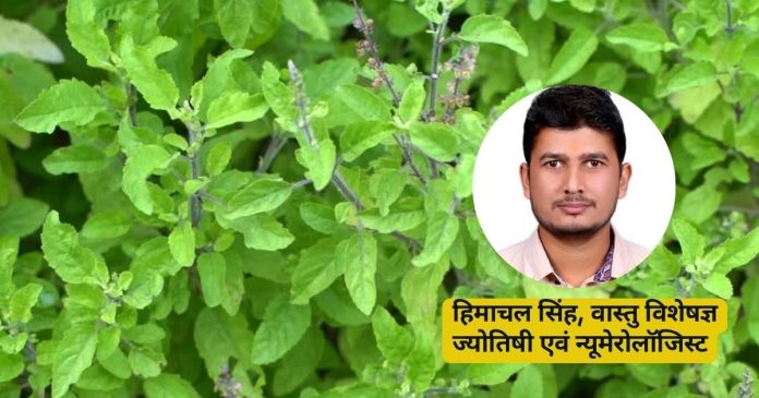 Tulsi Astrological Importance। राहु दोष में तुलसी के उपाय