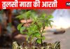 Tulsi Ji Ki Aarti Lyrics in Hindi | Tulsi Vivah Ki Aarti | तुलसी विवाह पर करें तुलसी माता की संपूर्ण आरती | तुलसी माता की आरती