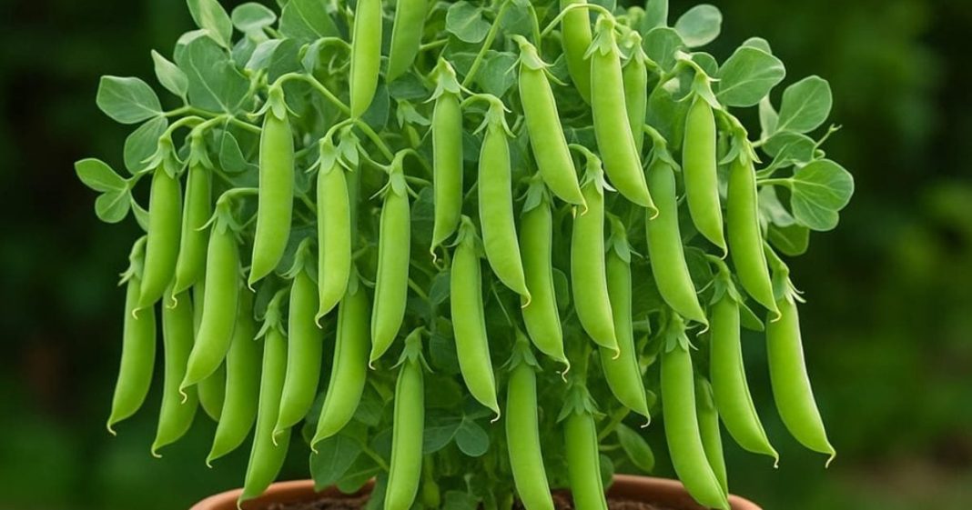 how to grow peas in pot at home । मटर उगाने का आसान तरीका घर पर गमले में स्टेप बाय स्टेप गाइड