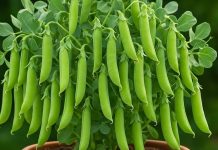 how to grow peas in pot at home । मटर उगाने का आसान तरीका घर पर गमले में स्टेप बाय स्टेप गाइड
