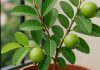 How to grow Guava in a pot on your balcony at home । अमरूद उगाने का तरीका गमले में बालकनी के लिए आसान गाइड