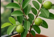 How to grow Guava in a pot on your balcony at home । अमरूद उगाने का तरीका गमले में बालकनी के लिए आसान गाइड