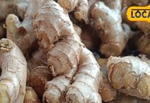 सिर्फ जायका ही नहीं, अदरक में छुपे हैं ऐसे औषधीय गुण जो बदल देंगे आपकी सेहत, जानें इस्तेमाल का तरीका – Uttar Pradesh News