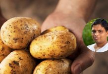 benefits of eating potatoes। दिन में कितना आलू खाना चाहिए