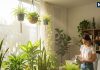 five indoor plants at home to eliminate pollution | indoor plants bring happiness and prosperity | प्रदूषण खत्म करने और सुख समृद्धि के लिए घर में लगा लें ये 5 इनडोर प्लांट, हर सांस में मिलेगी राहत