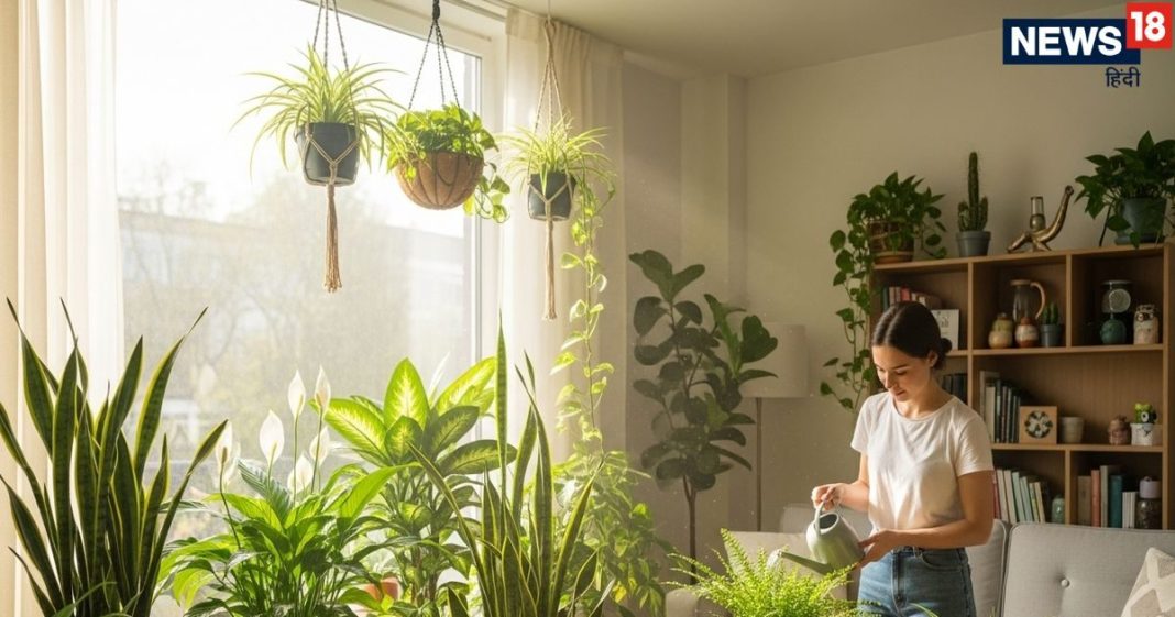 five indoor plants at home to eliminate pollution | indoor plants bring happiness and prosperity | प्रदूषण खत्म करने और सुख समृद्धि के लिए घर में लगा लें ये 5 इनडोर प्लांट, हर सांस में मिलेगी राहत